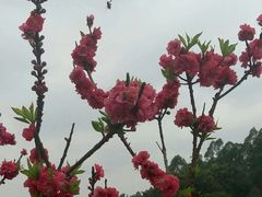 -南国桃园旅游度假区