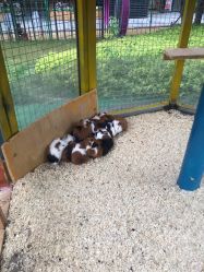 -萌宠亲子动物乐园(槐房万达店)