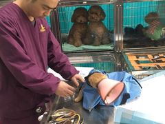 -顺强宠物诊所·狂犬免疫·夜诊·骨科(嘉定店)