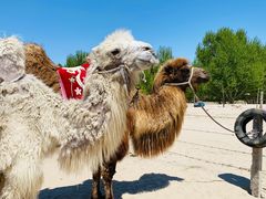 -库伦旗银沙湾旅游景区