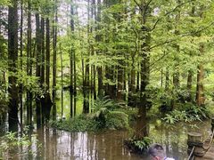 -桤木河湿地公园