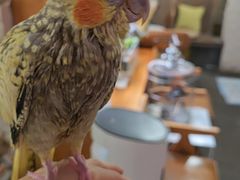 -吉丁鸟咖·异宠·寄养