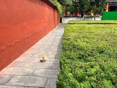 -洛阳白马寺