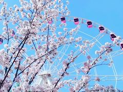 -顾村公园