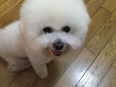 -唐小姐の猫狗洗护·购宠旗舰店(周浦万达店)