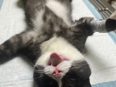 -乐琪宠物医院·犬猫专科·骨外科·急重症