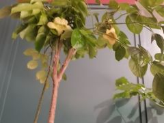 -福照楼汽锅鸡·云南菜(护国路店)