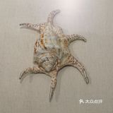 北京自然博物馆临展：邮票+贝壳爱好者冲鸭！