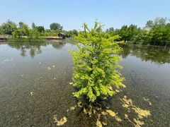 -溱湖国家湿地公园