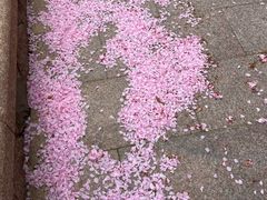 -燕儿岛山公园