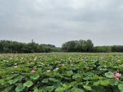 -东郊湿地公园