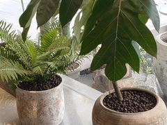 -喜茶(珠海华发商都店)
