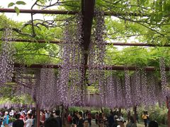 -嘉定紫藤园