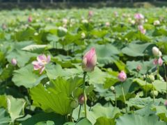 -荷塘月色湿地公园·向阳花洲