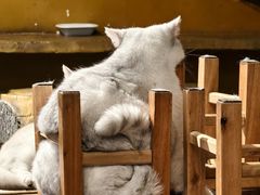 -猫猫幼稚园·撸猫·桌游·电玩