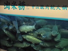 -淘米捞·米汤脆鲩鱼火锅(福田皇岗店)