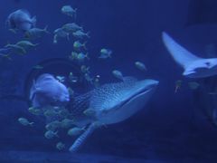 -烟台海昌鲸鲨海洋公园