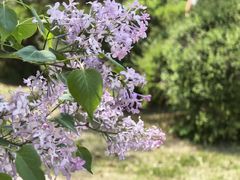 -黑龙江省森林植物园