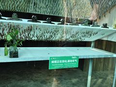 -野象谷景区