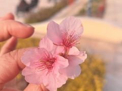 -新江湾城公园