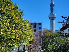 -浅草寺