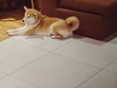-柴务处·柴犬主题狗咖