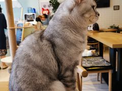 -平行世界·猫咖(首经贸店)