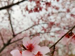 -桃花堤公园