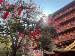-越秀西湖花市(广州城市广场花卉店)