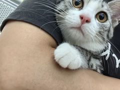 -瑞派动物医院·猫专科·至诚(江南中分院)