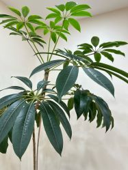 -HEYAN荷妍专业脱毛连锁机构