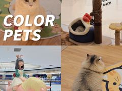-COLOR PETS 撸猫馆·购猫·猫咖(长风大悦城店)