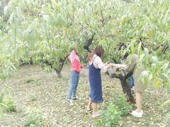 采桃胶-武汉世外桃源农庄