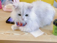 -猫在这儿猫咪咖啡馆·撸猫馆