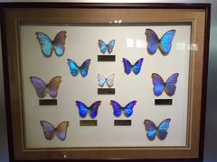 iphone_upload_pic-上海昆虫博物馆