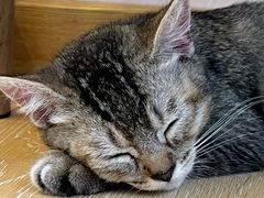 -猫咪派对(江南西店)