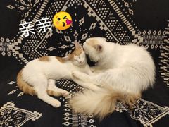 -平行世界·猫咖(首经贸店)