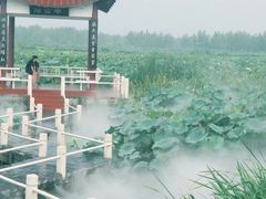 -荷花荡