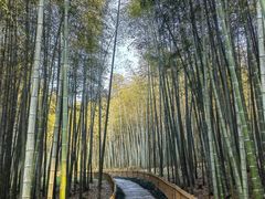 -杭州植物园