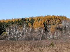 -塞罕坝国家级自然保护区