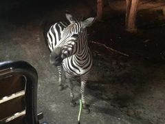 -清迈夜间动物园