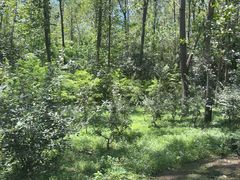 -合肥滨湖国家森林公园