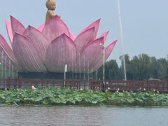 -白洋淀景区