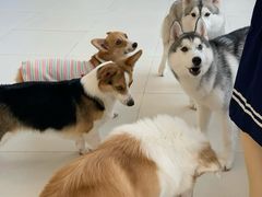 -怪兽屋·羊驼·猫咖·狗咖(俊华广场店)