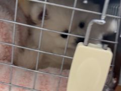 -佳雯宠物医院·皮肤科·内外科(春晓路分院)