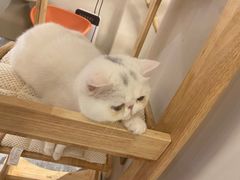 -More Fun猫咖 二十只万元加菲主题