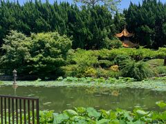 -嘉定紫藤园