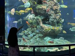 -芜湖新华联大白鲸海洋公园