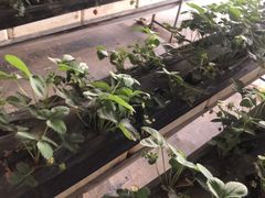 -甜心庄园·甜心草莓采摘园(西青中北店)
