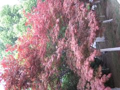 -金鸡湖桃花岛